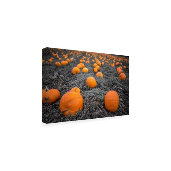 Tim Oldford 'Sea Of Pumpkins' Canvas Art,16x24